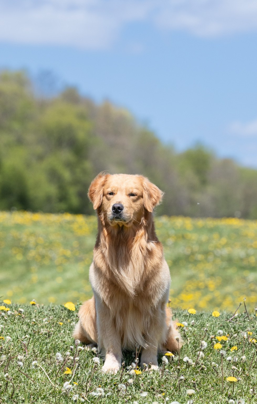 Jaxx, the Golden Retriever, sitting in a field of yellow flowers