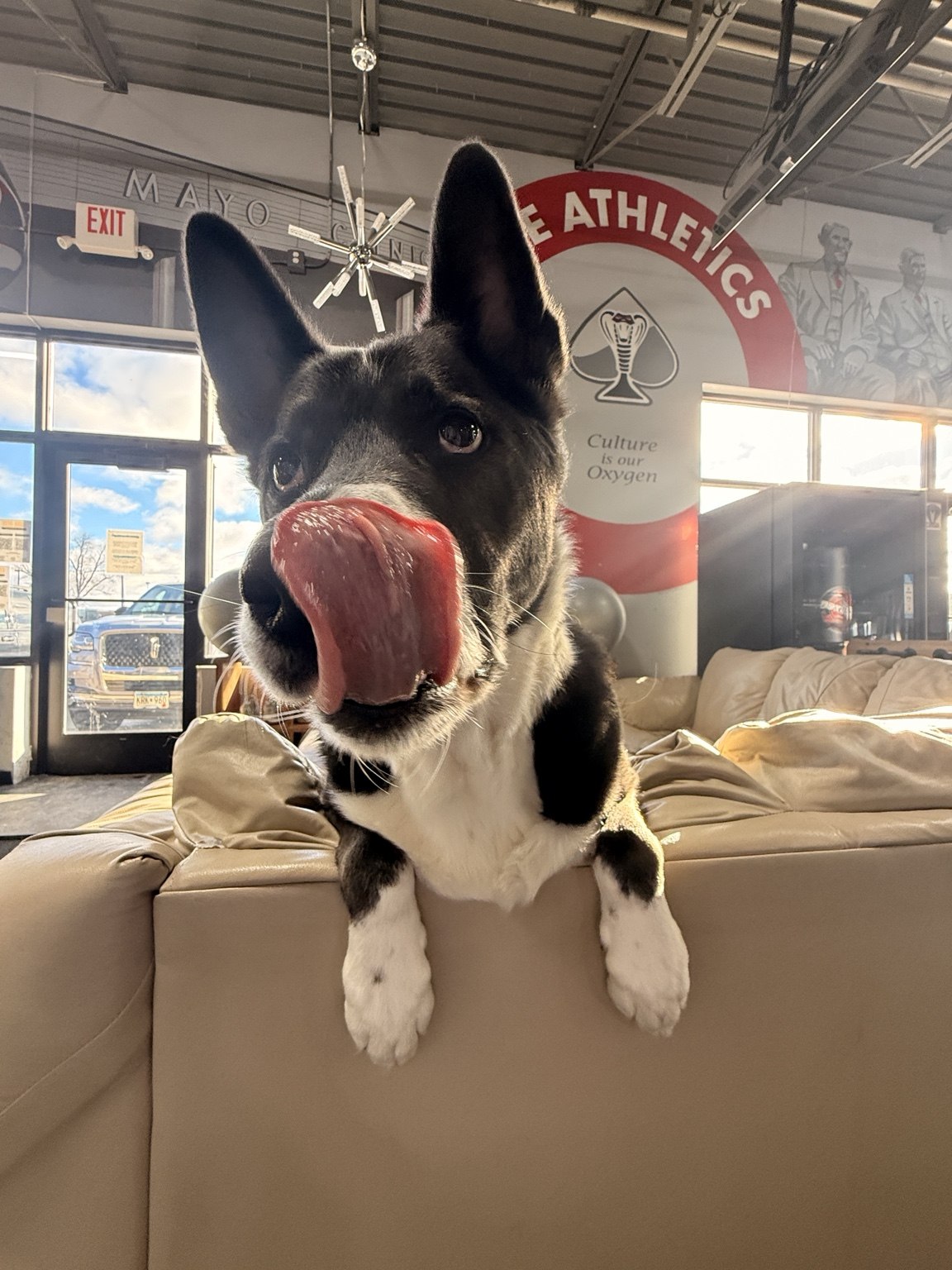 Mikhos relaxing on a couch inside Ace Athletics Gym
